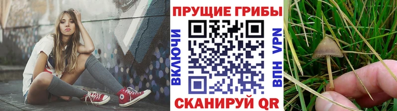 где купить   маркетплейс телеграм  Псилоцибиновые грибы мицелий  Киреевск 